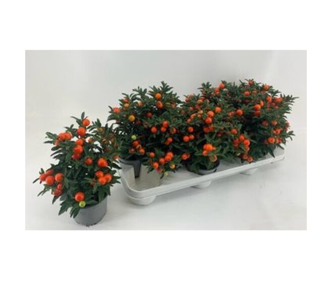 SOLANUM