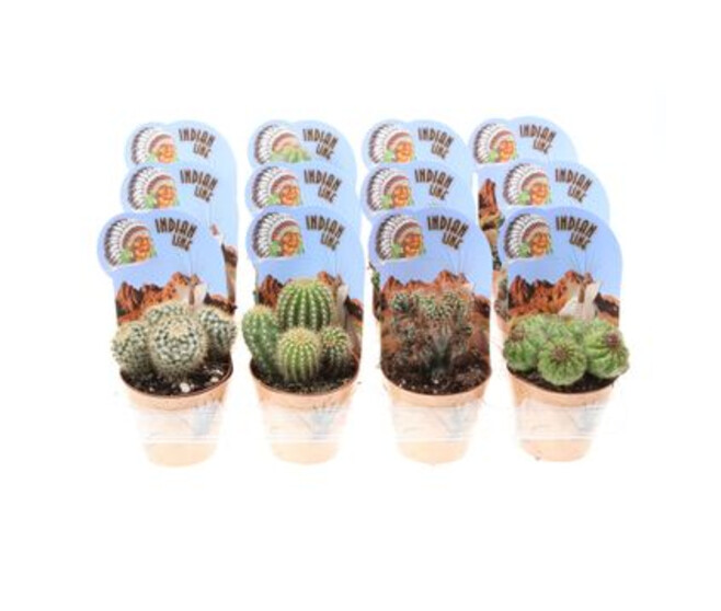 CACTUS P DECO PLASTIQUE