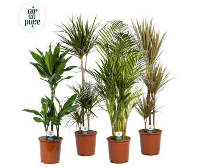 PLANTES VERTES VARIEES