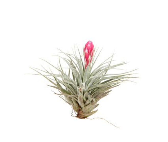 TILLANDSIA COTTON CANDY