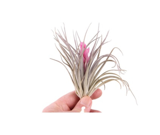 TILLANDSIA COTTON CANDY