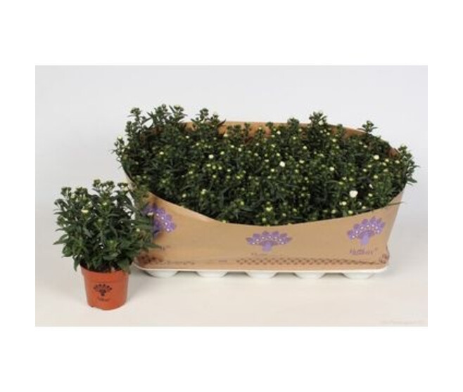 ASTER BLANC