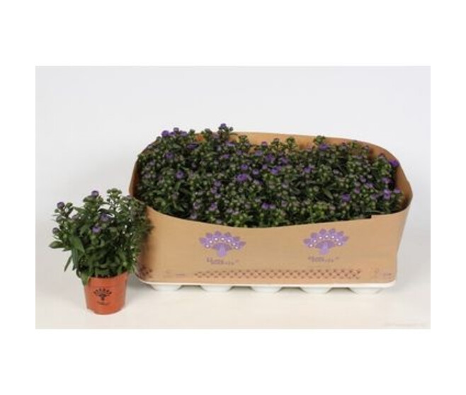 ASTER MAUVE