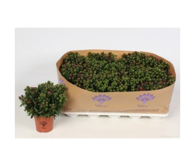 ASTER ROUGE
