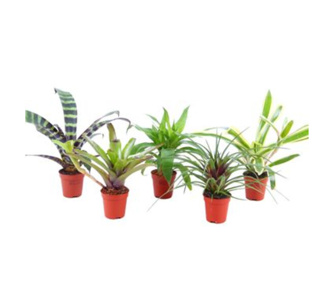 BROMELIACEE VARIES