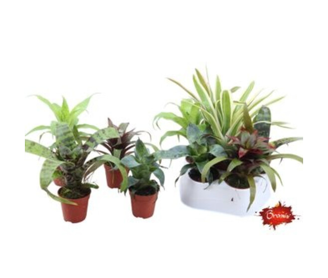 BROMELIACEE VARIES