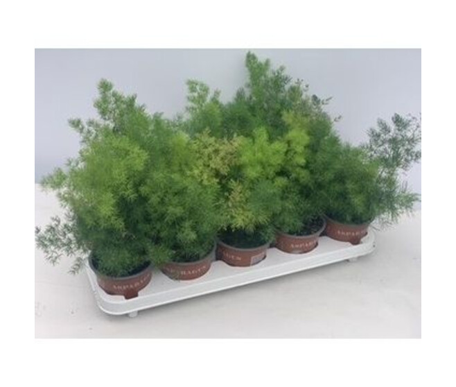 ASPARAGUS MYRIOCLADUS