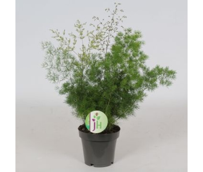 ASPARAGUS MYRIOCLADUS