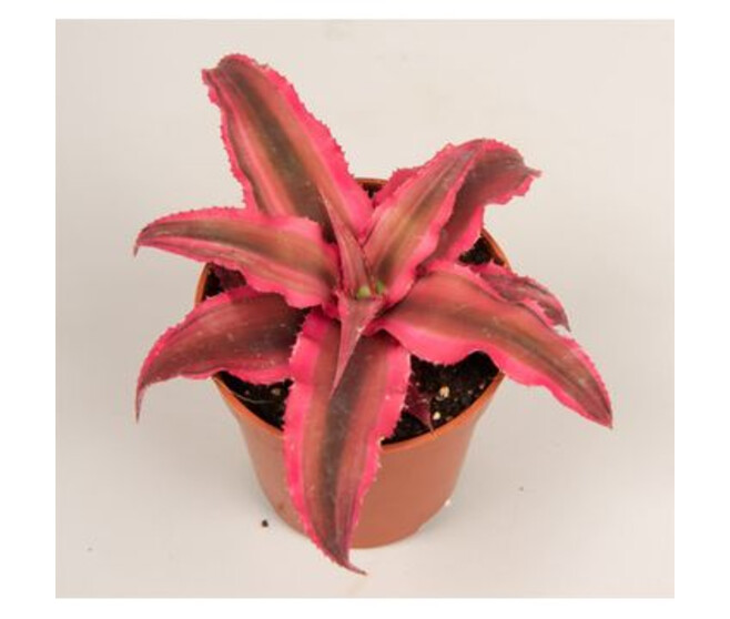 CRYPTANTHUS RUBIN STAR
