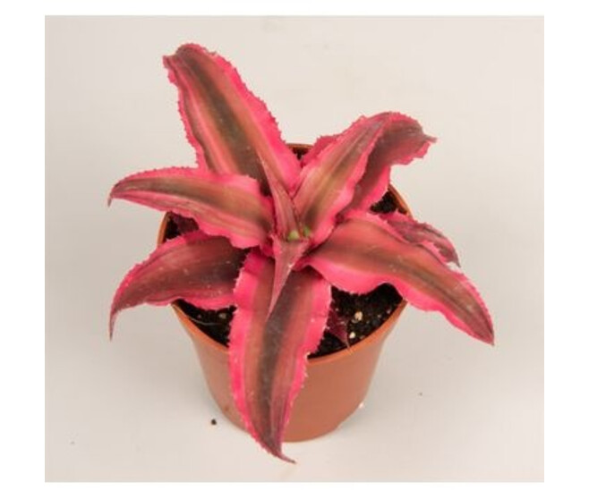 CRYPTANTHUS RUBIN STAR