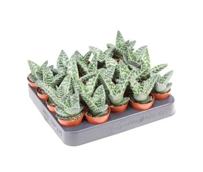 ALOE VARIEGATA MAGIC