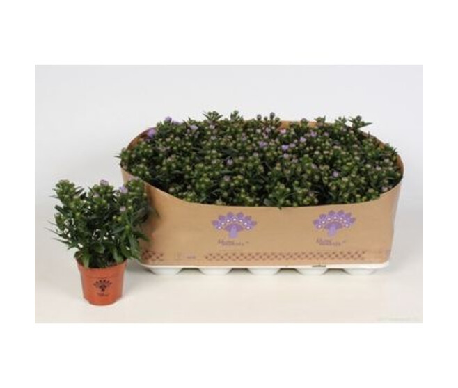 ASTER MAUVE