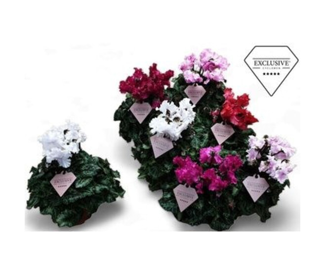 CYCLAMEN MERENGUE VARIES