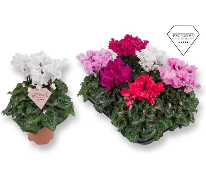 CYCLAMEN MERENGUE VARIES