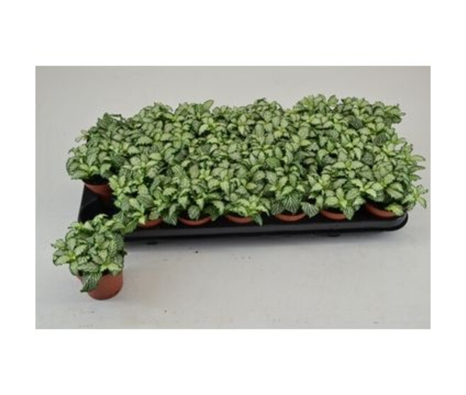 FITTONIA WHITE TIGER