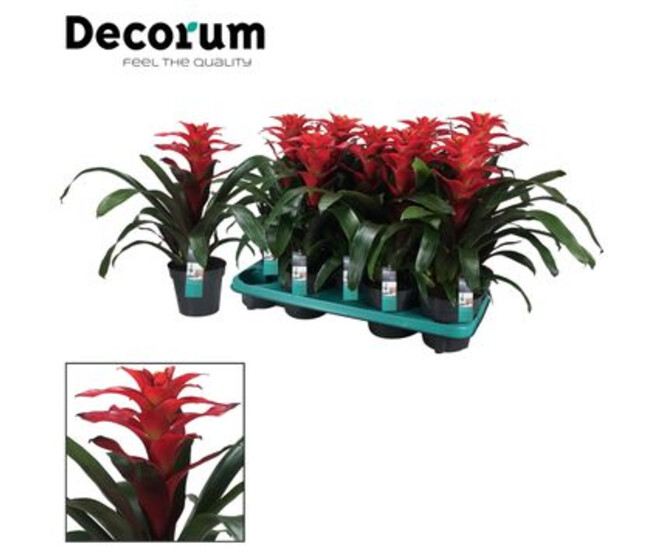 GUZMANIA OPTIMA ROUGE DECORUM