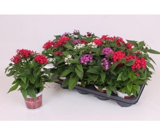 PENTAS VARIES
