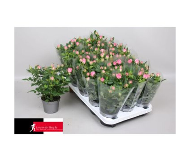 ROSIER KORDANA ROSE HOUSSE