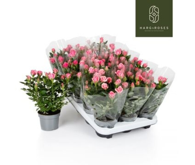 ROSIER KORDANA ROSE HOUSSE