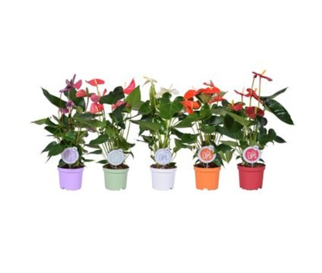 ANTHURIUM ANDREANUM VARIES &