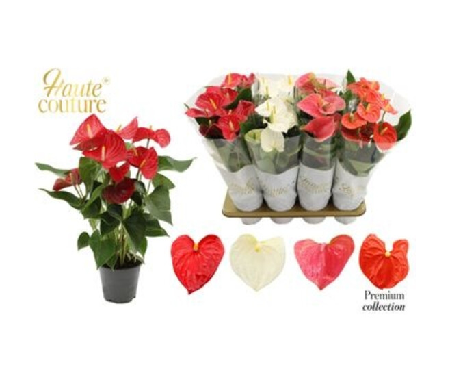 ANTHURIUM ANDREANUM VARIES &