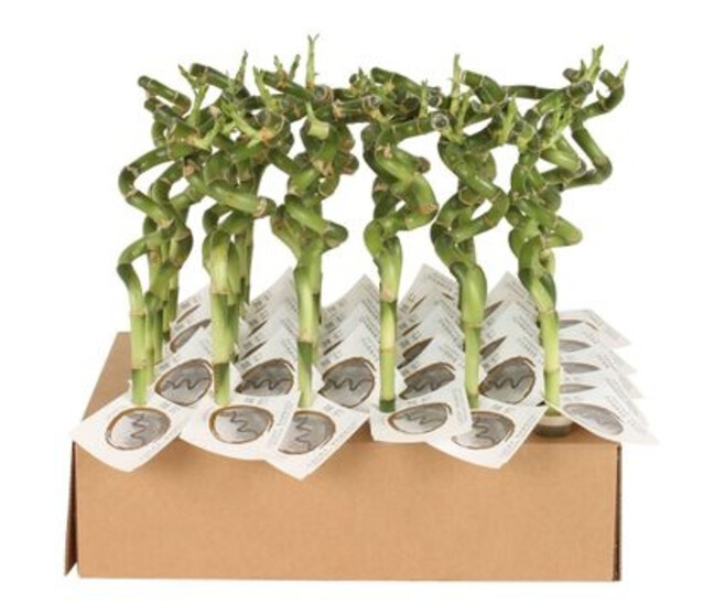 LUCKY SPIRALE 30CM TUBE