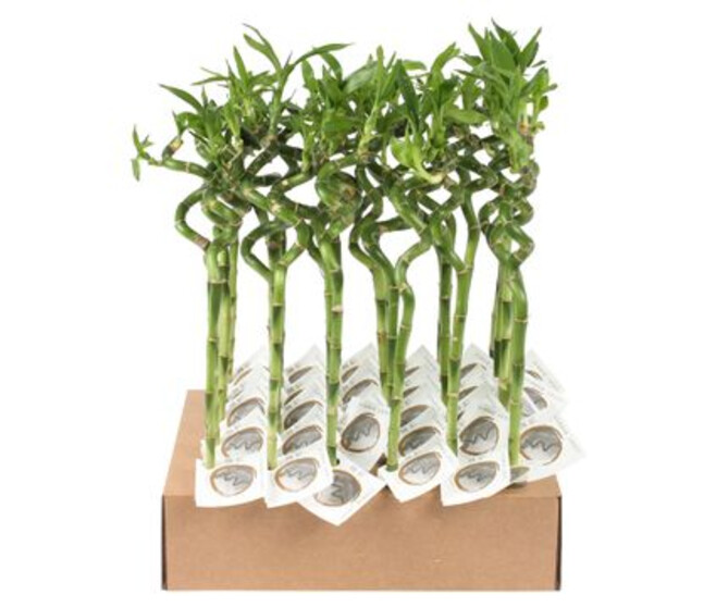 LUCKY SPIRALE 40CM TUBE