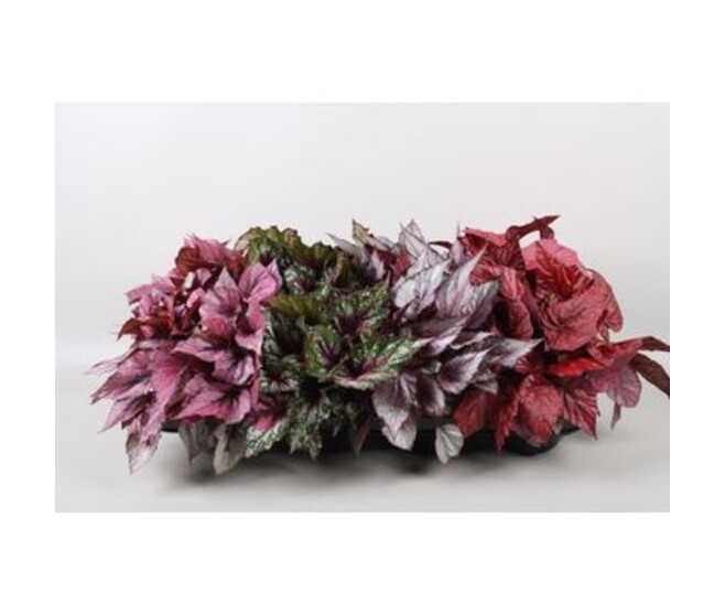 BEGONIA BELEAF