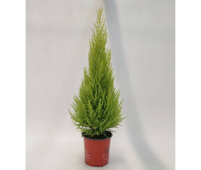 CUPRESSUS GOLD