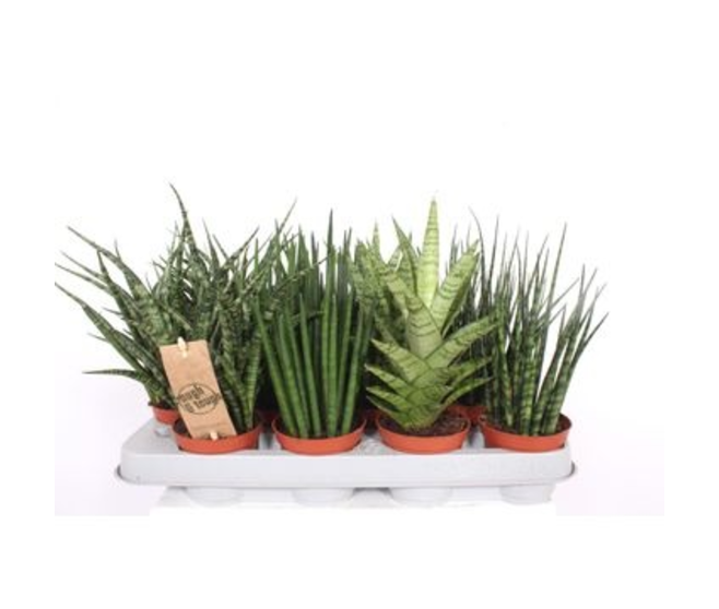 SANSEVIERIA VARIES