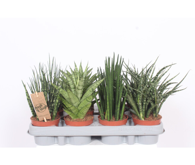 SANSEVIERIA VARIES
