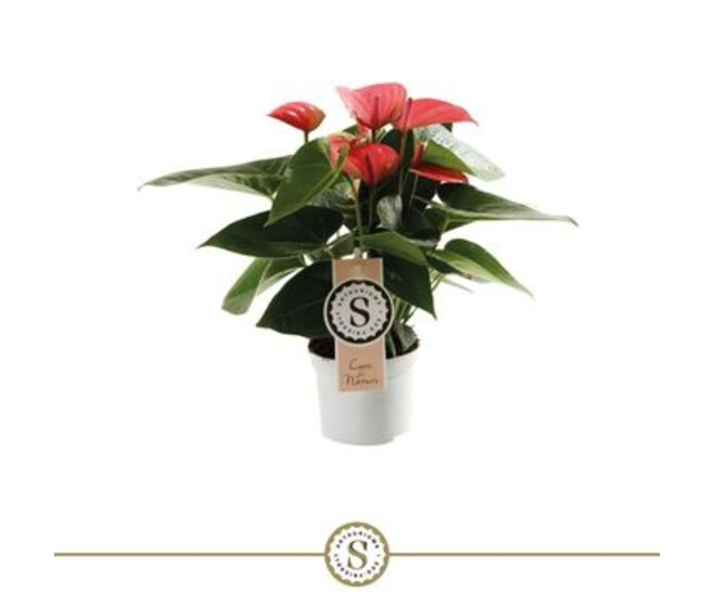 ANTHURIUM ANDREANUM PINK CHAMPION