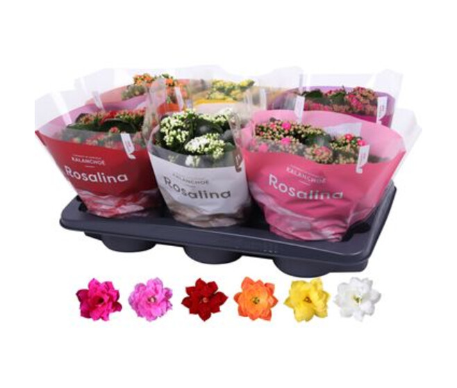 KALANCHOE FL DBLE VARIES