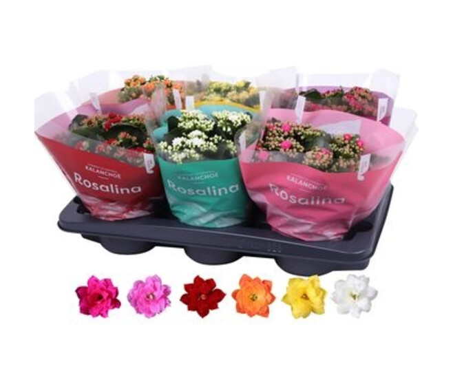 KALANCHOE FL DBLE VARIES