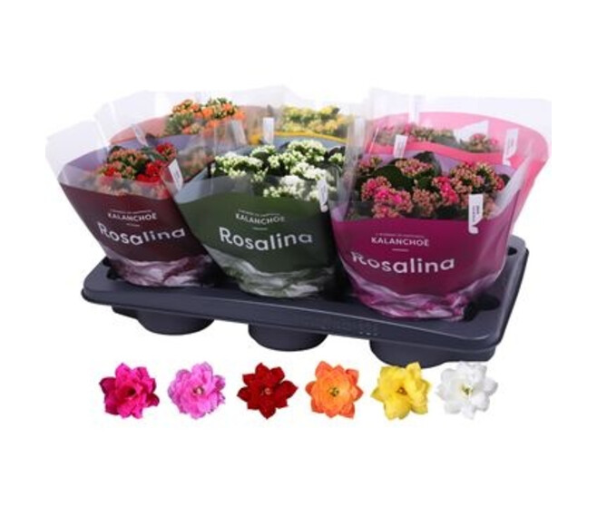 KALANCHOE FL DBLE VARIES