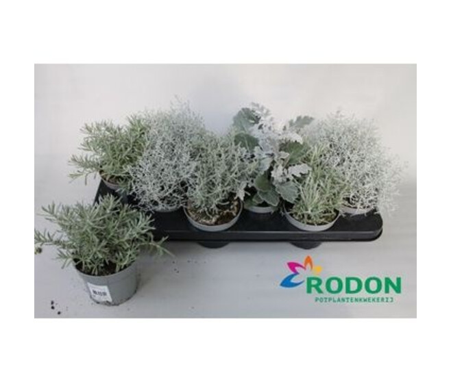 PLANTES EXT VARIEES