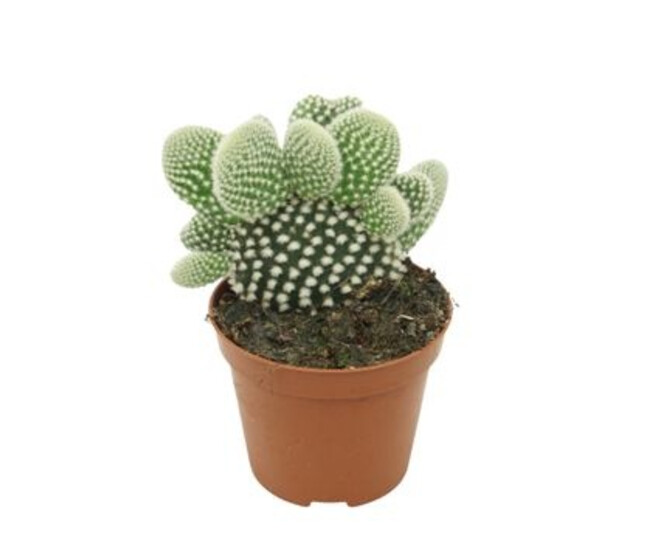 CACTUS OPUNTIA MICRODASYS