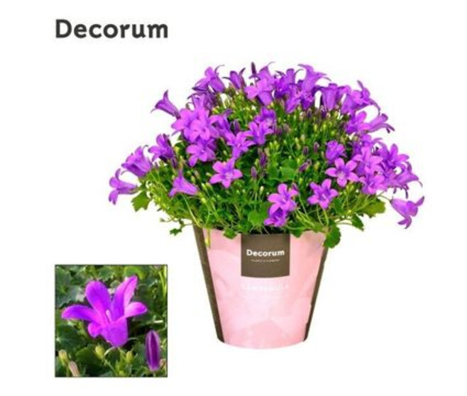 CAMPANULE PORTO MAUVE DECORUM