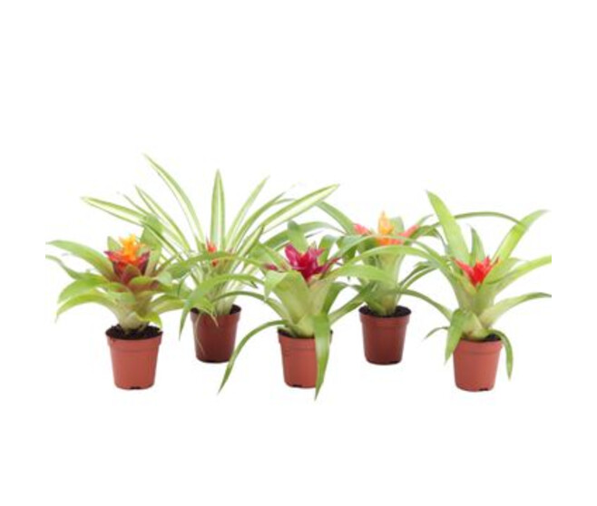 GUZMANIA VARIES