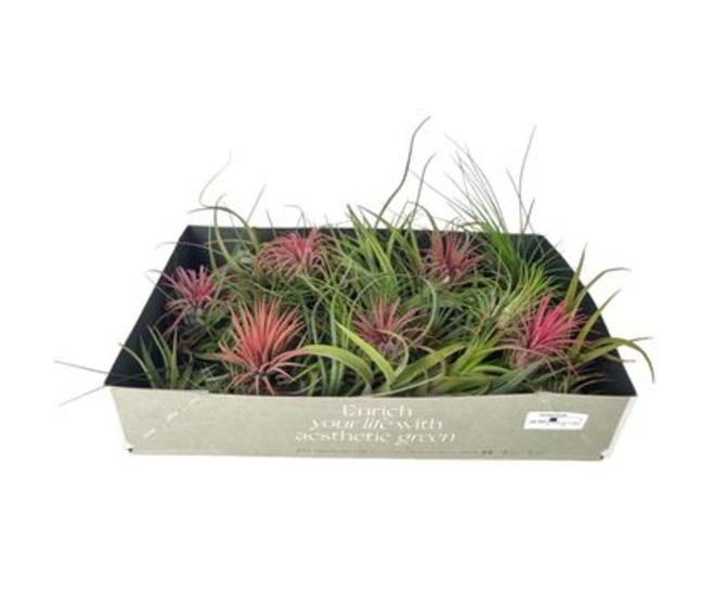 TILLANDSIA VRAC