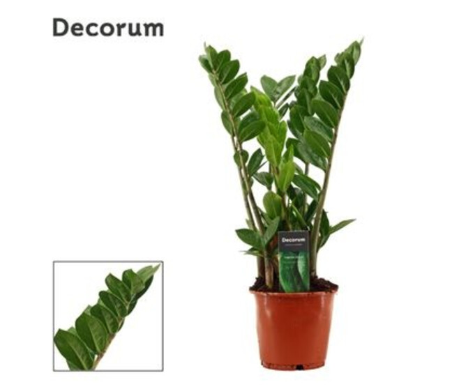 ZAMIOCULCAS
