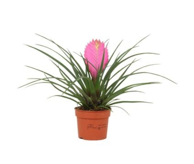 TILLANDSIA ANITA