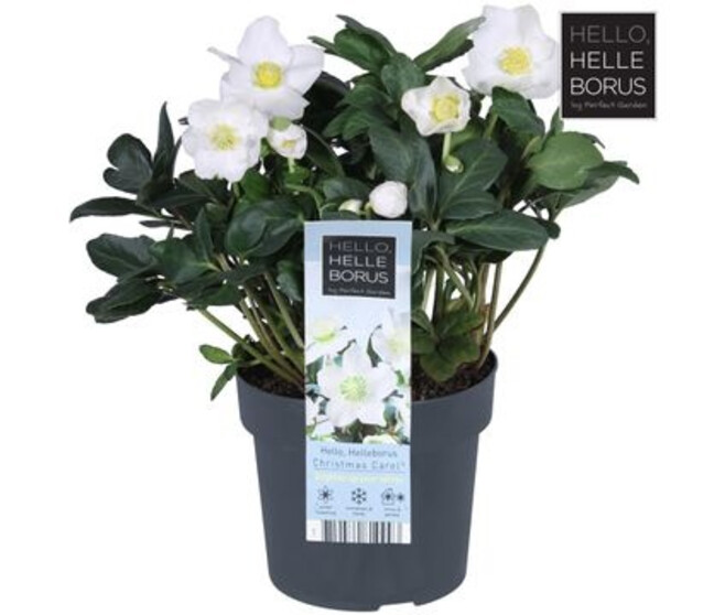 HELLEBORE CHRISTMAS CAROL