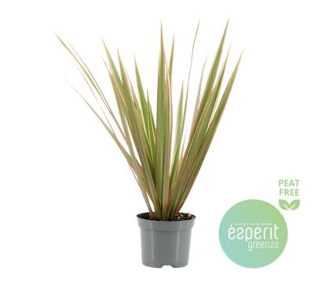 DRACAENA BICOLOR