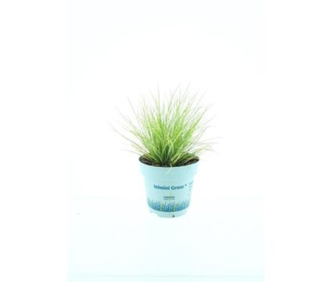 FESTUCA GOLDEN TOUPEE
