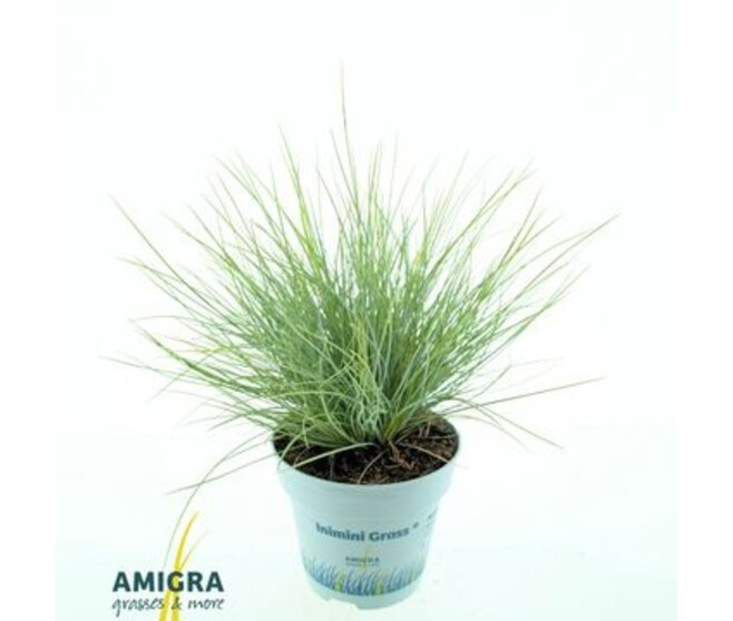 FESTUCA GOLDEN TOUPEE