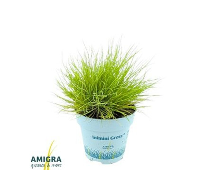 FESTUCA GOLDEN TOUPEE