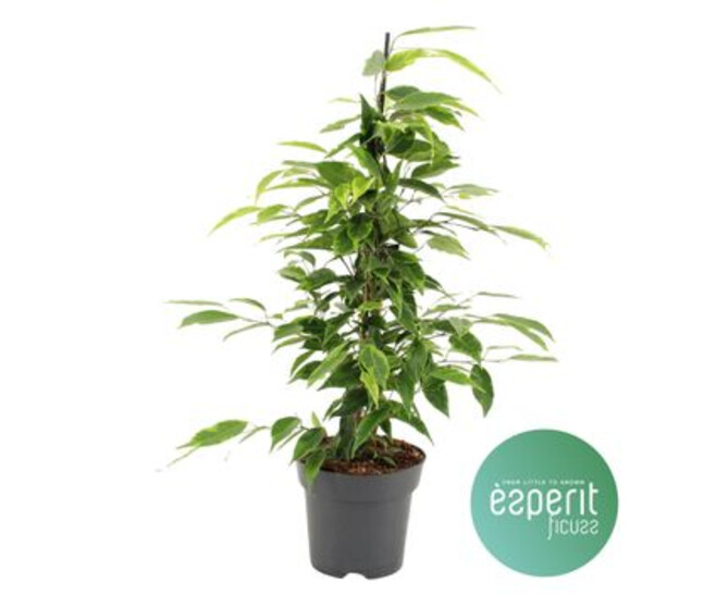 FICUS ANASTASIA PYRAM
