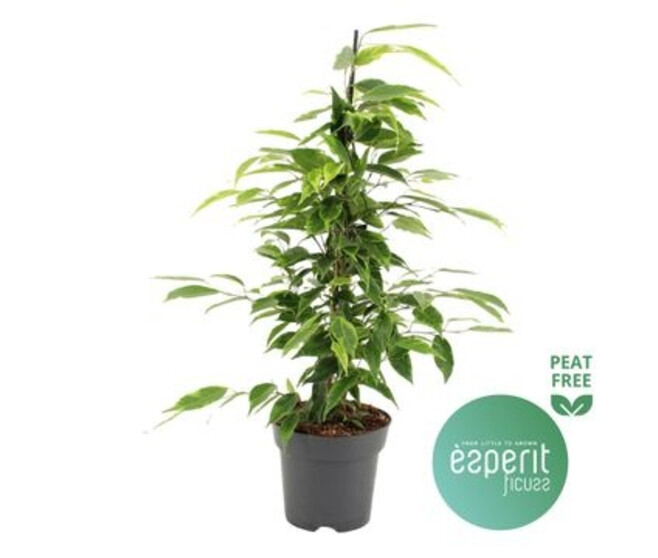 FICUS ANASTASIA PYRAM