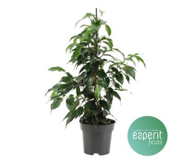 FICUS DANIELLE PYRAM